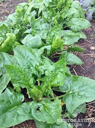 Spinach Verdill Organic Seed