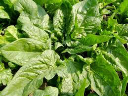 Spinach Verdill Organic Seed