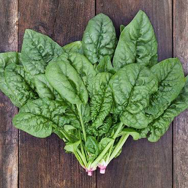 Spinach Savoyed Leaf Bloomsdale Seed