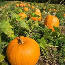 Pumpkin Howden Organic Seed