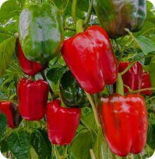 Pepper California Wonder Seed