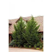 Juniperus Chinesis &#39;Hetzii Columnaris&#39; 7 gal