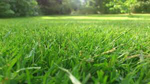 Grass Seed  sun and shade - 2 lb