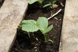 Squash Fordhook Zucchini Organic Seed