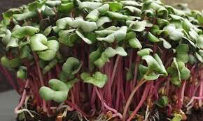 Radish Crayon Colors Mix Seed