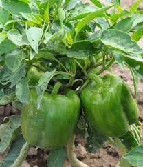 Pepper California Wonder Seed