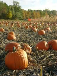 Pumpkin Howden Organic Seed