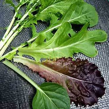 Mesclun Provence Style Organic Seed