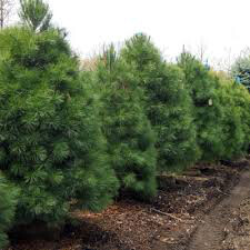 Pinus strobus 4 ft