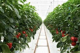 Pepper Sweet Baby Bell Organic Seed