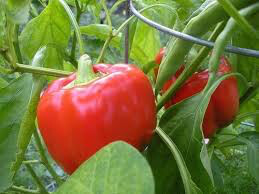 Pepper California Wonder Seed
