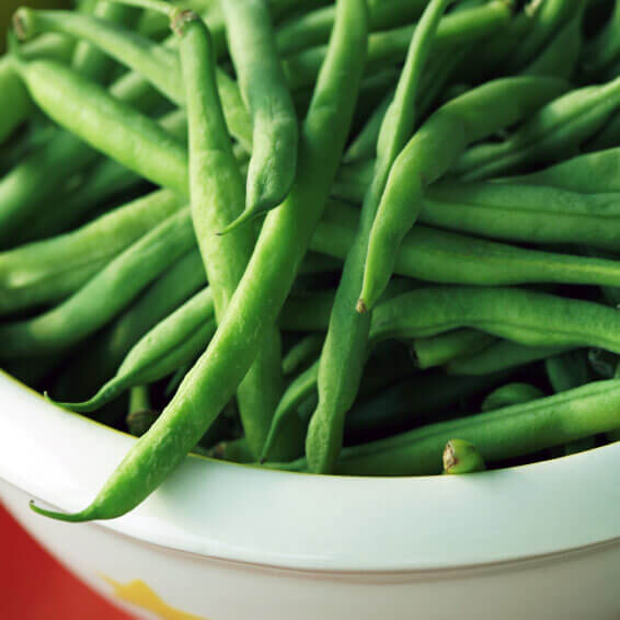Bean bush lake seed organic
