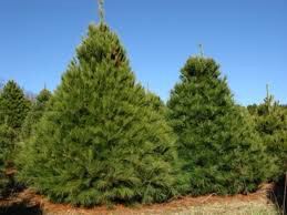 Pinus strobus 4 ft