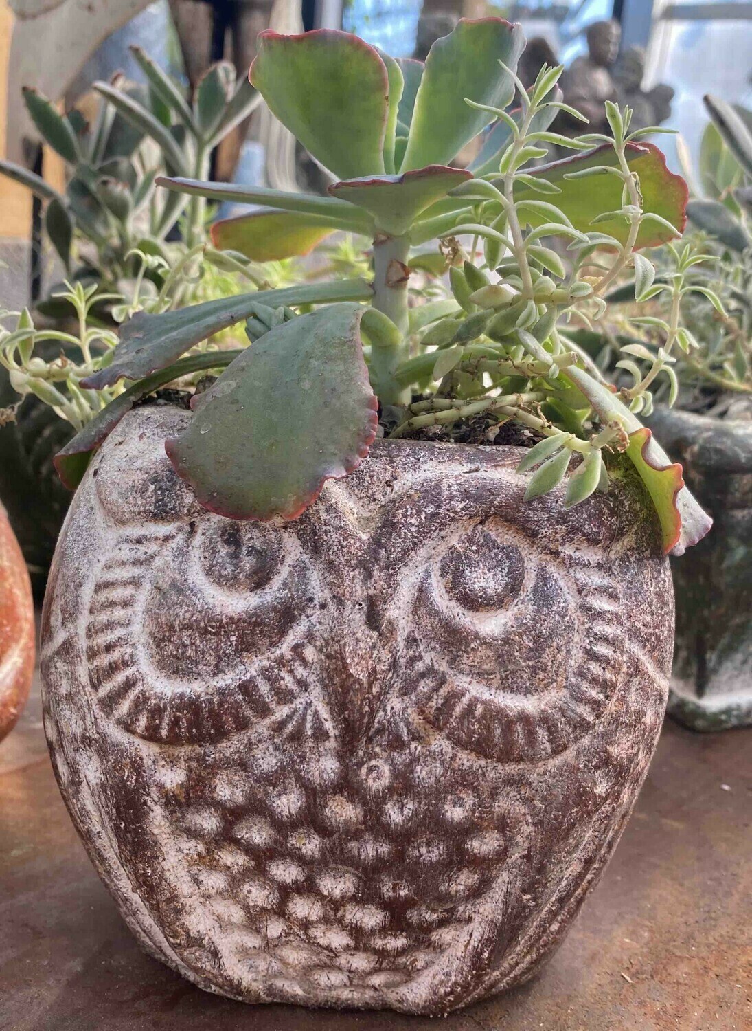 Succulent Planter