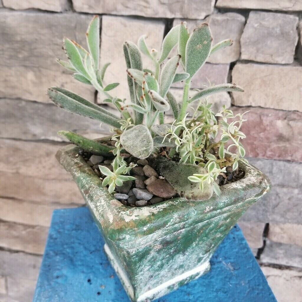 Succulent Planter