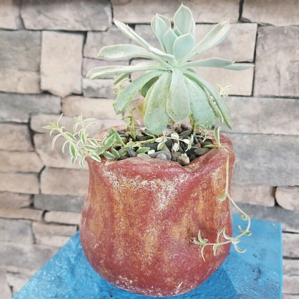 Succulent Planter
