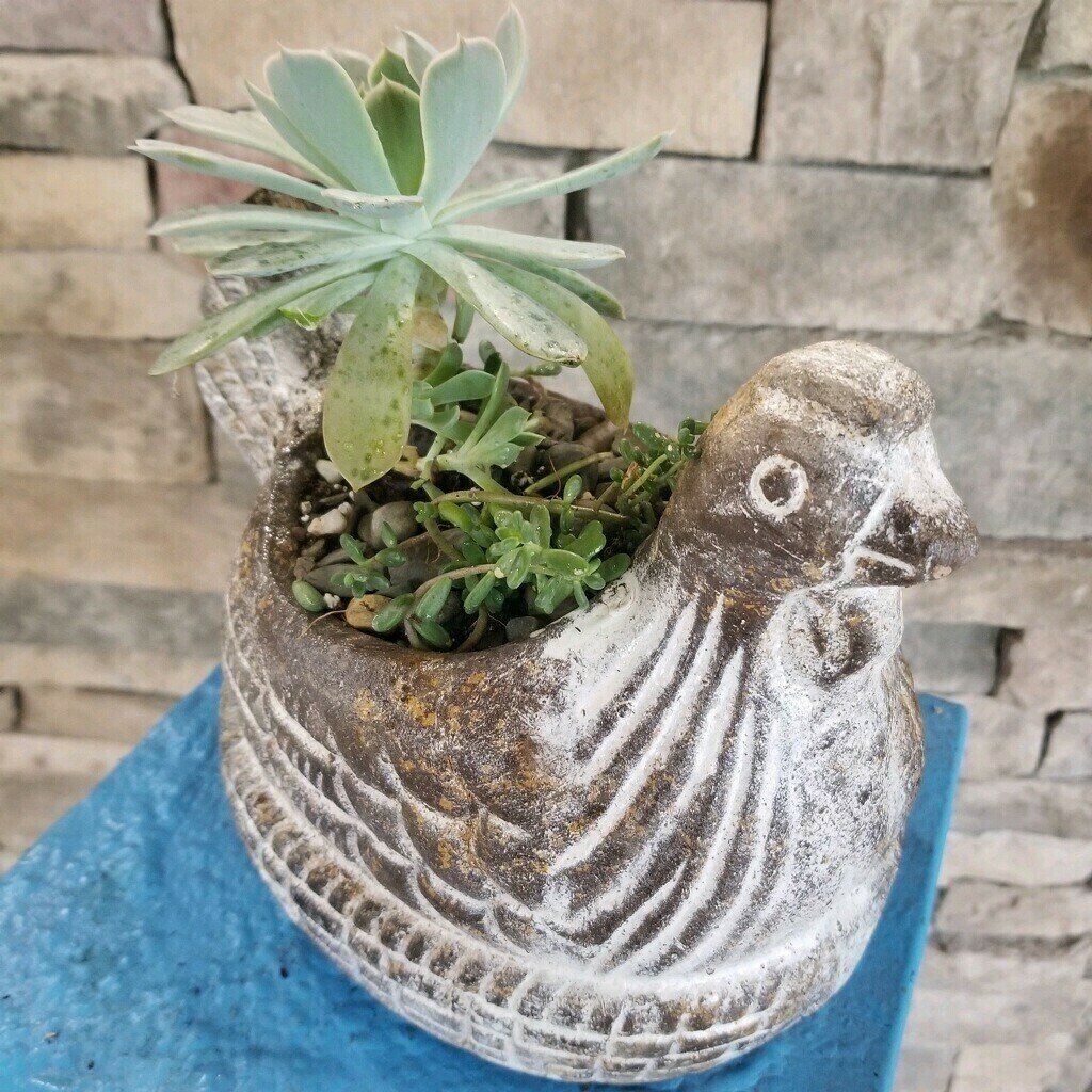 Succulent Planter