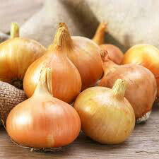 Onion Stuttgarter Yellow Sets qty.100 non gmo