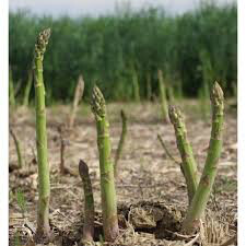 Asparagus Mary Washington bare root qty. 2 non gmo