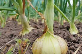 Onion Dutch Yellow Sets qty.75 non gmo