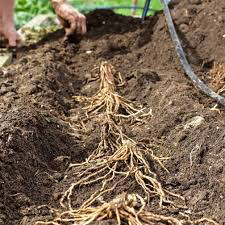 Asparagus Mary Washington bare root qty. 2 non gmo