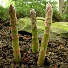 Asparagus Mary Washington bare root qty. 2 non gmo