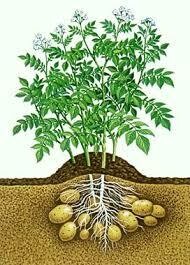 Potato &#39;Yukon Gold&#39; Seed Non-GMO