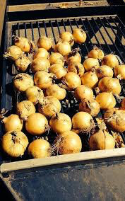 Onion Dutch Yellow Sets qty.75 non gmo
