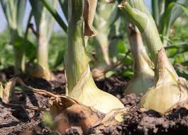 Onion Dutch White Sets qty. 75 non gmo