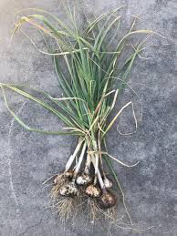 Garlic California Softneck Sets qty.3 non gmo