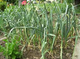 Garlic California Softneck Sets qty.3 non gmo