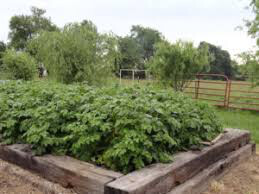 Potato &#39;Red Norland Seed&#39; Non-GMO