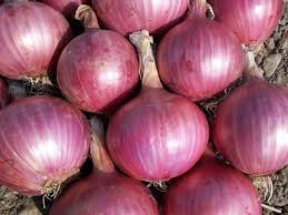 Onion Dutch Red Sets qty. 75 non gmo