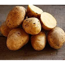 Potato &#39;Yukon Gold&#39; Seed Non-GMO