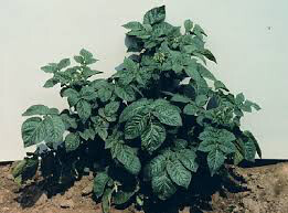 Potato &#39;Red Norland Seed&#39; Non-GMO