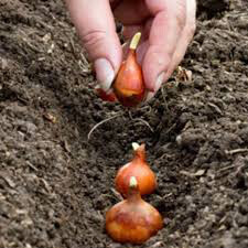 Onion Dutch Yellow Sets qty.75 non gmo
