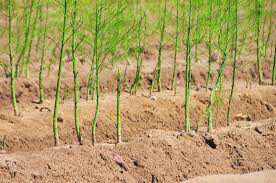 Asparagus Mary Washington bare root qty. 2 non gmo