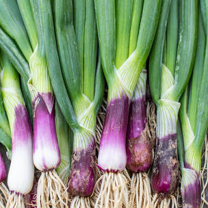Onion Red Baron Sets qty.100 non gmo