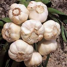 Garlic California Softneck Sets qty.3 non gmo