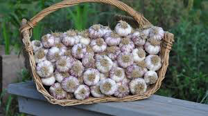Garlic California Softneck Sets qty.3 non gmo