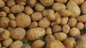 Potato &#39;Yukon Gold&#39; Seed Non-GMO