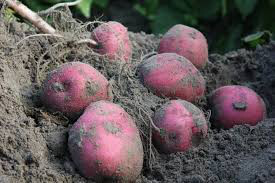 Potato &#39;Red Norland Seed&#39; Non-GMO