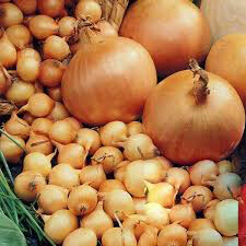 Onion Dutch Yellow Sets qty.75 non gmo