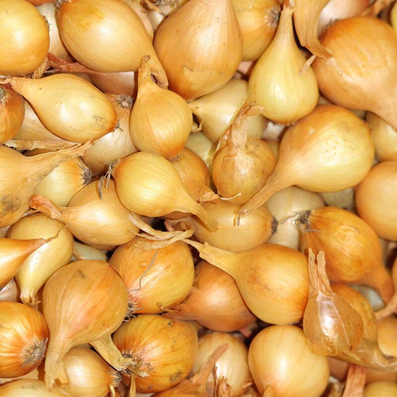 Onion Stuttgarter Yellow Sets qty.100 non gmo
