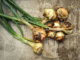 Onion Stuttgarter Yellow Sets qty.100 non gmo