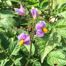 Potato Purple Majesty Seed Non-GMO