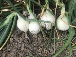 Onion Dutch White Sets qty. 75 non gmo