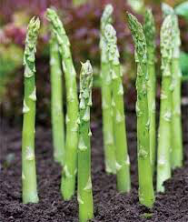 Asparagus Mary Washington bare root qty. 2 non gmo