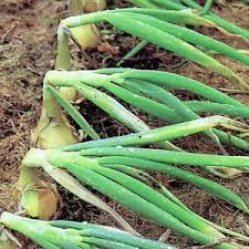 Onion Stuttgarter Yellow Sets qty.100 non gmo