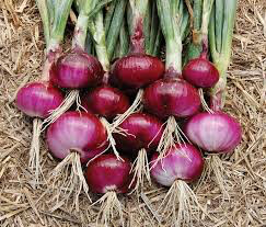 Onion Red Baron Sets qty.100 non gmo